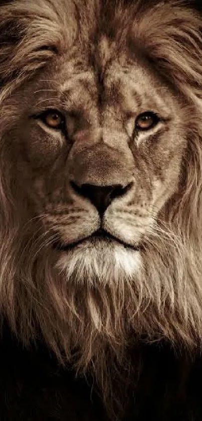 Close-up portrait of a majestic lion with detailed mane.