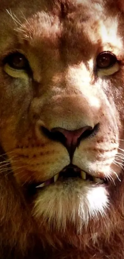 Close-up portrait of a majestic lion with a brown mane.