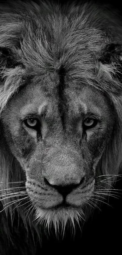 Black and white image of a majestic lion's face.