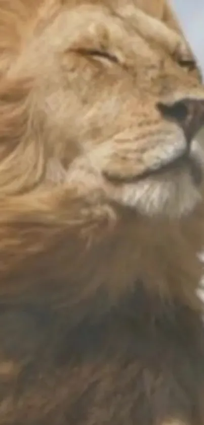 Lion with closed eyes enjoying the sunlight.