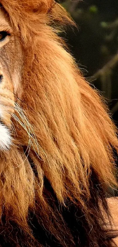 Majestic lion with vibrant mane in natural setting.