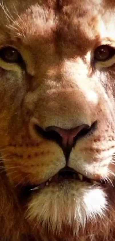 Close-up of a majestic lion's face with intense gaze.