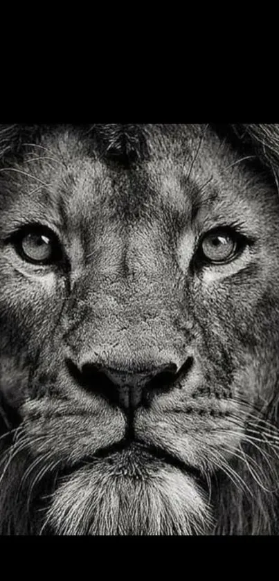 Black and white lion portrait close-up wallpaper.