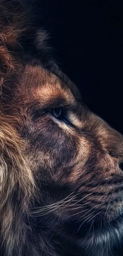 Majestic lion profile on dark backdrop wallpaper.