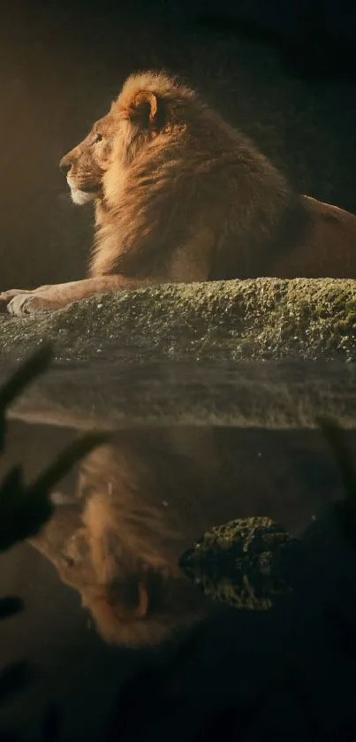 Majestic lion resting with reflection in water at dusk.