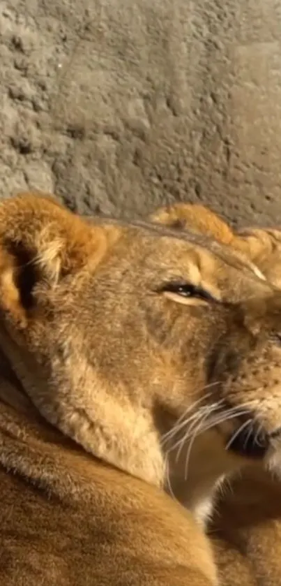 Majestic lion resting against a rocky background.