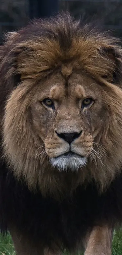 Majestic lion walking forward, showcasing its full mane in a lush natural setting.