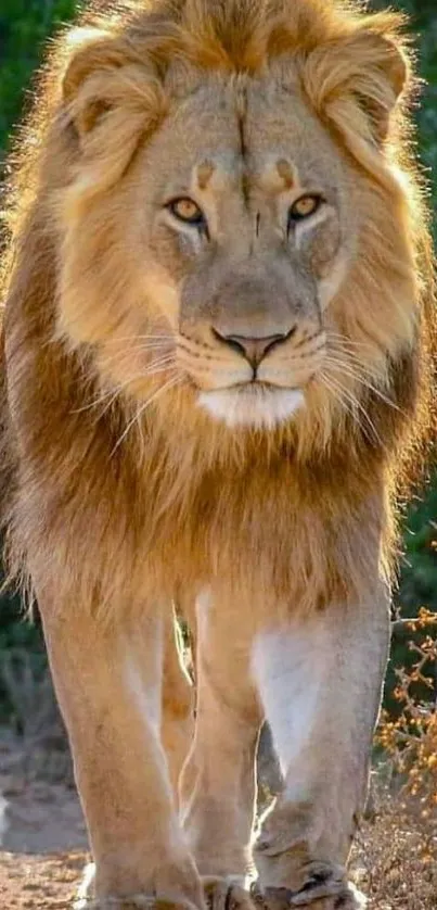 Majestic lion walking towards the camera.