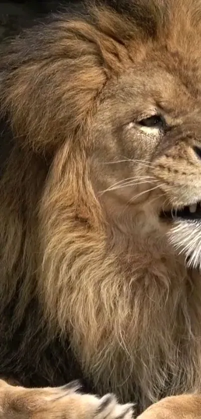 Close-up of a majestic lion exuding power and grace.