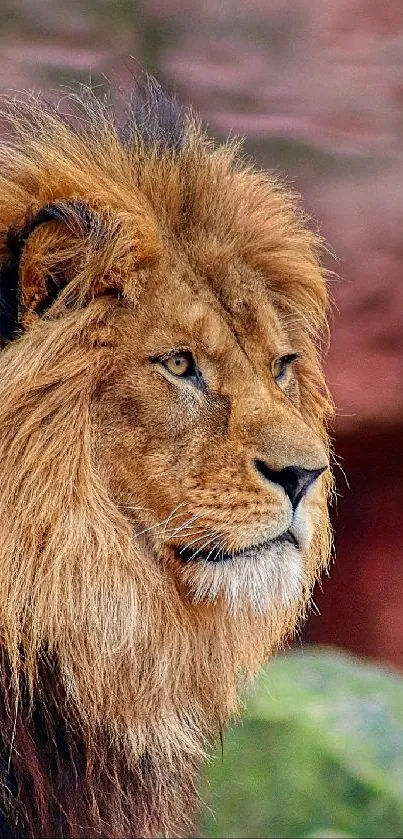 Majestic lion with a lush mane in a natural setting.