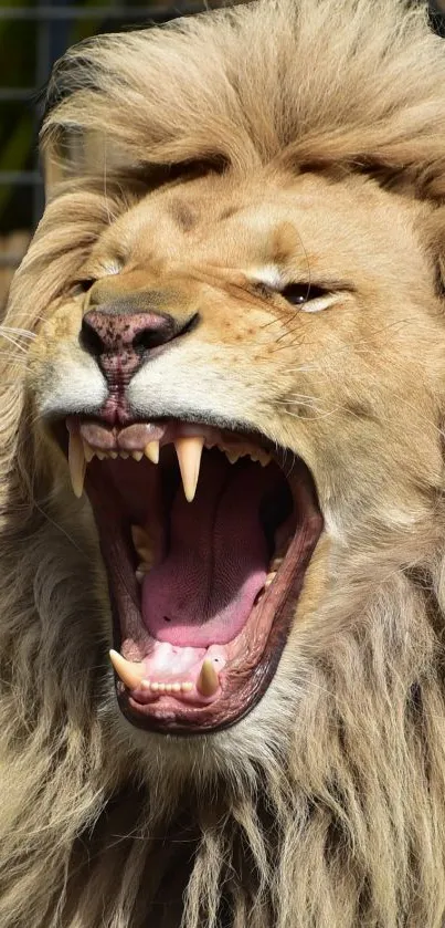 Majestic lion roaring with powerful intensity in mobile wallpaper design.