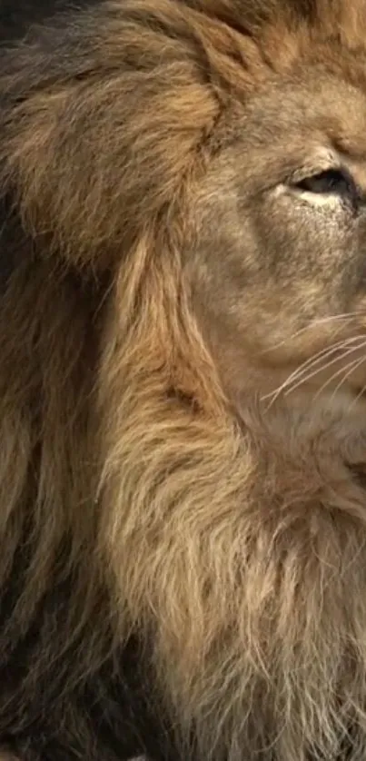 Majestic lion with a golden mane resting.