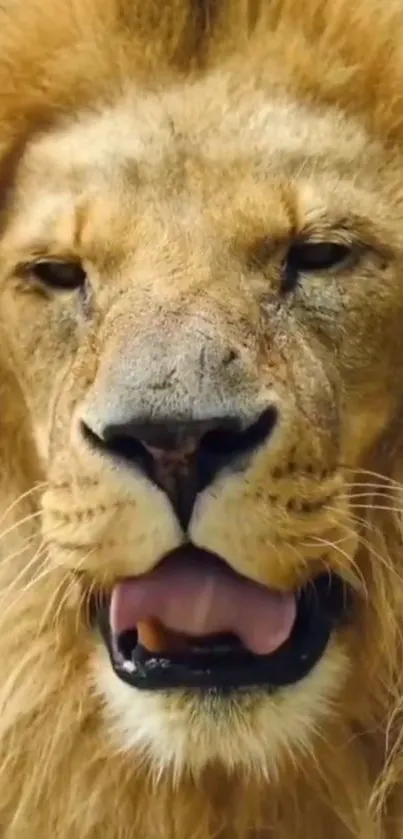 Close-up photo of a roaring lion's face.