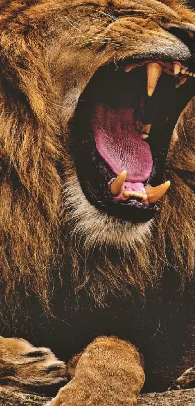 Roaring lion with a magnificent mane, showcasing its power.