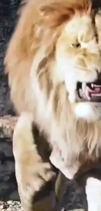 A majestic lion roaring with golden mane in nature.