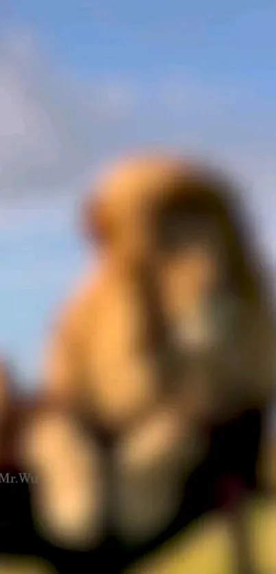 Blurred silhouette of a majestic lion with a golden hue on a natural backdrop.