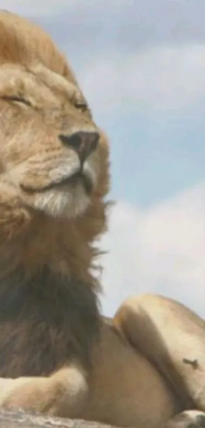 Majestic lion gazes at the sky with a serene backdrop.