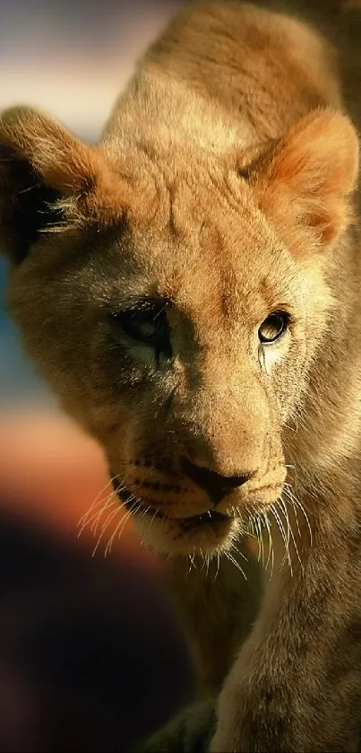 Majestic lion walking at sunset in a stunning natural scene.
