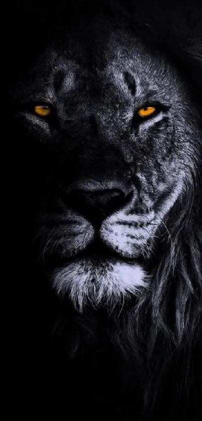 Dark lion wallpaper with golden eyes, capturing elegance and strength.