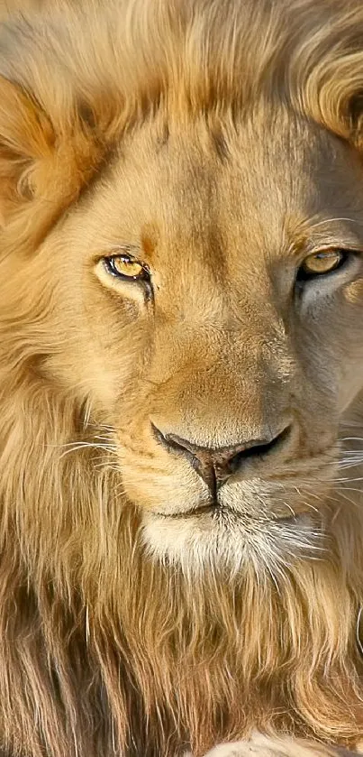 Close-up of a majestic lion staring intensely, perfect for a mobile wallpaper.