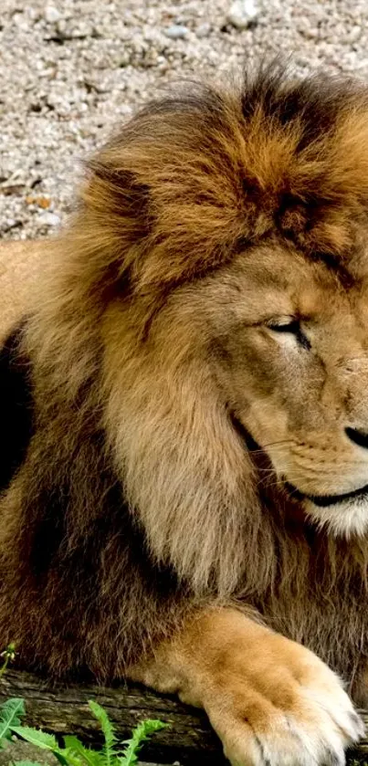 Majestic lion resting with detailed fur and vibrant colors.