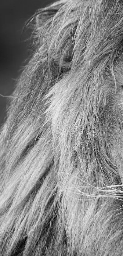 Monochrome close-up of lion's face, capturing its majestic details.