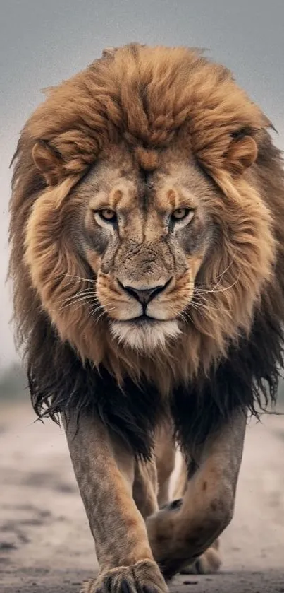 Majestic lion walking confidently on a natural path.