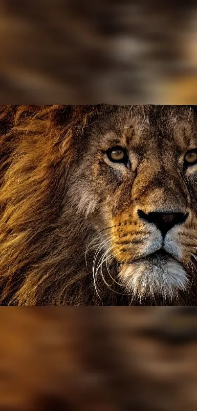 Close-up of a majestic lion with a golden mane and intense eyes.