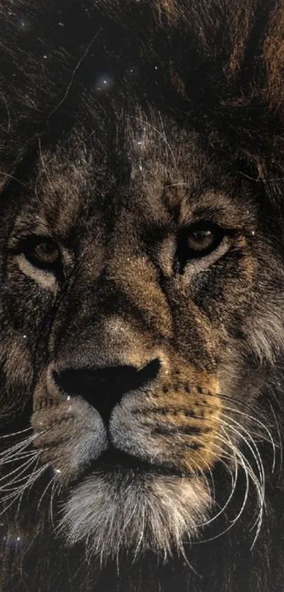 Majestic close-up portrait of a lion's face with dark mane and intense gaze.