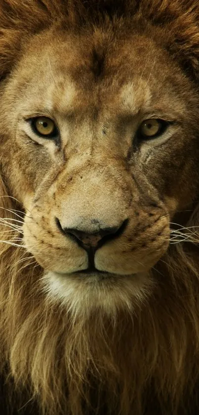 Close-up of a majestic lion face in high resolution.