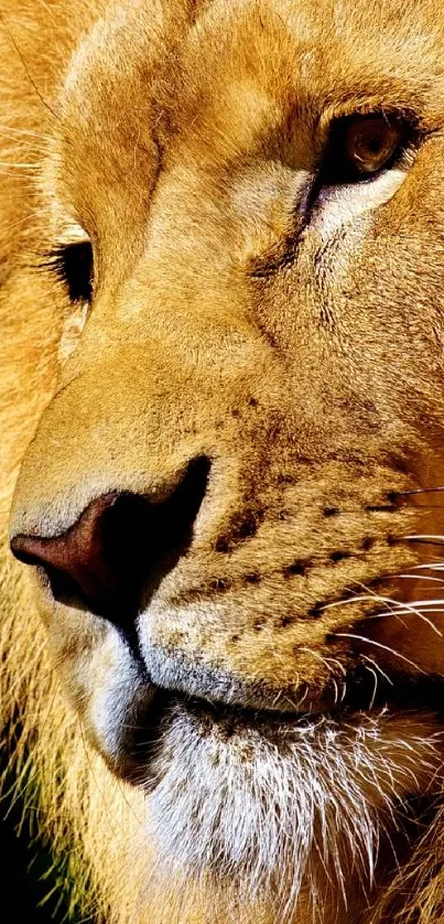 Majestic lion with golden mane against black background.