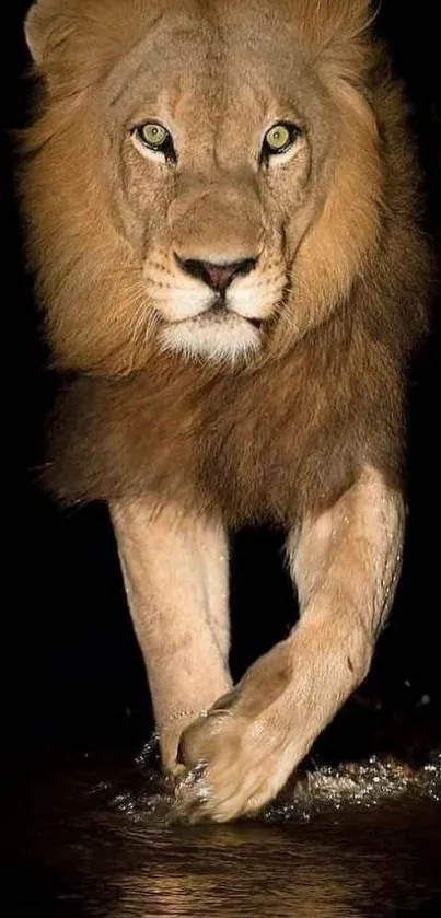 Majestic lion walking in shadow for mobile wallpaper.