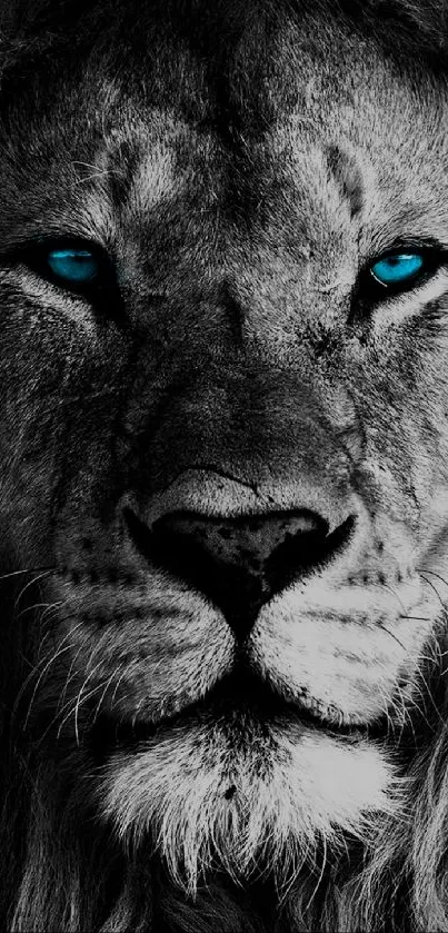 Majestic lion with blue eyes wallpaper