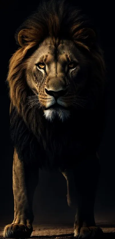 Majestic lion standing in the dark, showcasing its fierce beauty.