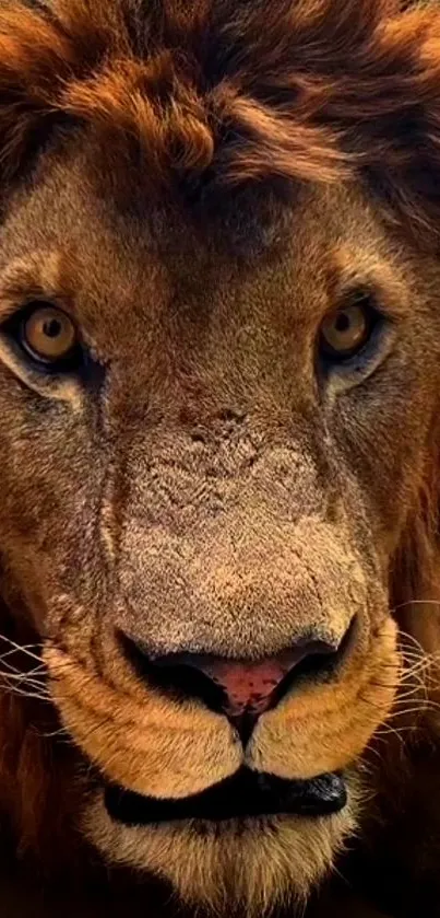 Close-up of a majestic lion in golden hues capturing its intense gaze.