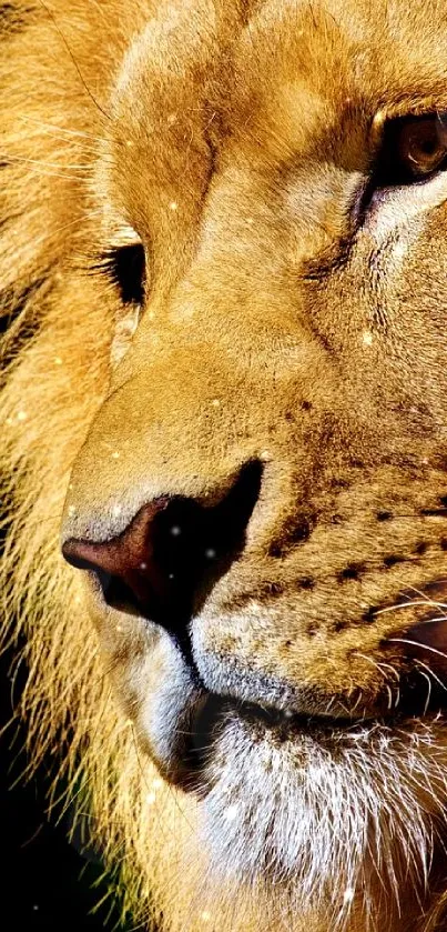 Close-up of a majestic lion with a golden mane and a dark background.