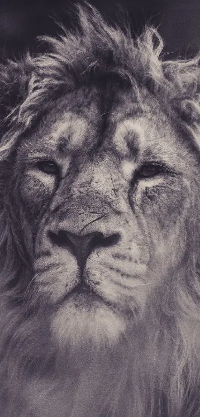 Monochrome wallpaper featuring majestic lion in serene expression, ideal for mobile.