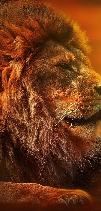 Majestic lion with golden mane in a vibrant orange background.