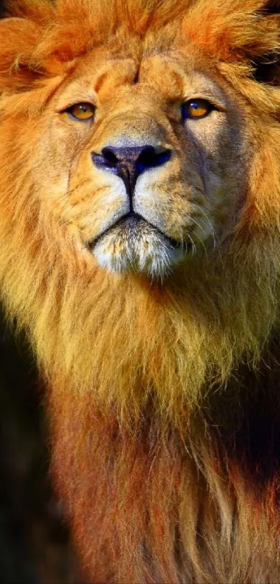 Majestic lion with golden mane on mobile wallpaper.