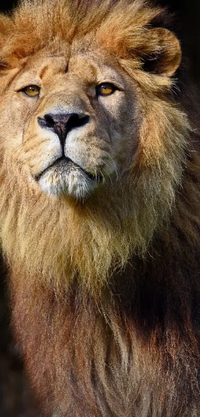 Majestic lion staring intensely in a nature setting.