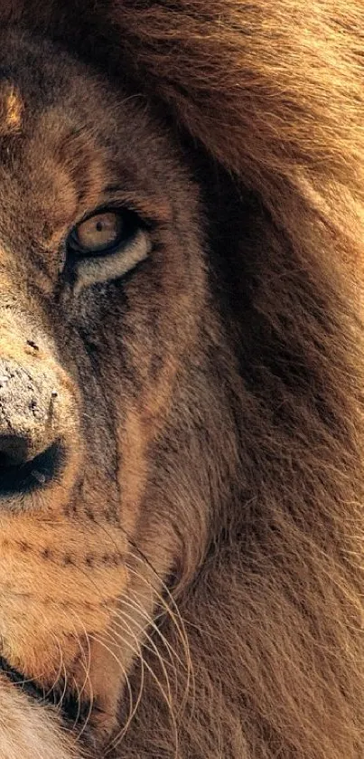 Majestic lion with a grand mane in a serene wildlife setting.