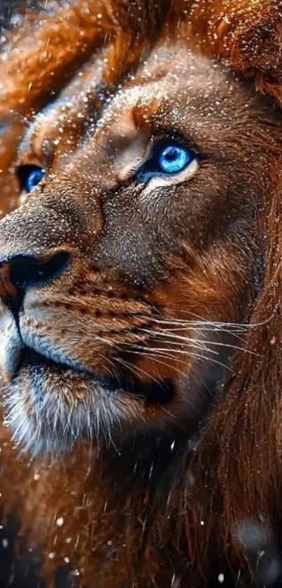 Lion with striking blue eyes in a detailed portrait.