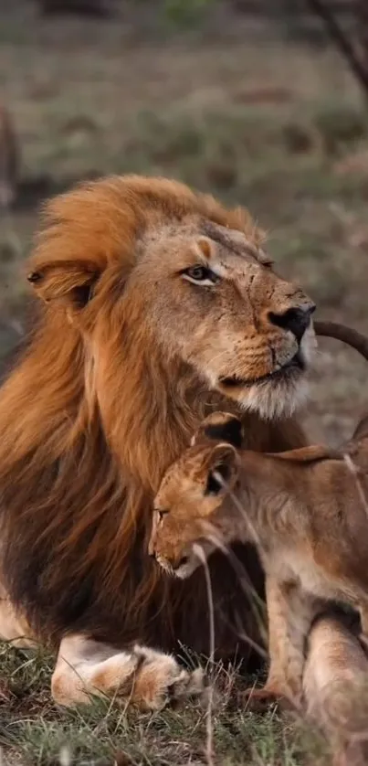 Lion and cub resting in grassy savannah setting.