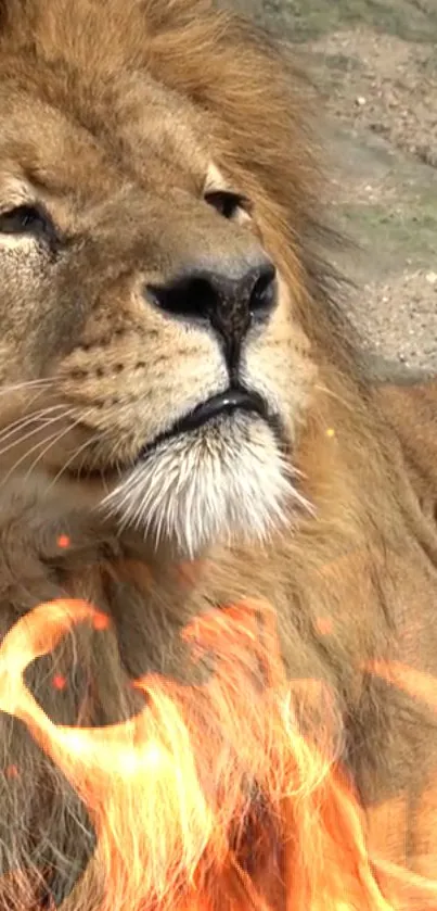 Majestic lion surrounded by flames in a stunning mobile wallpaper.