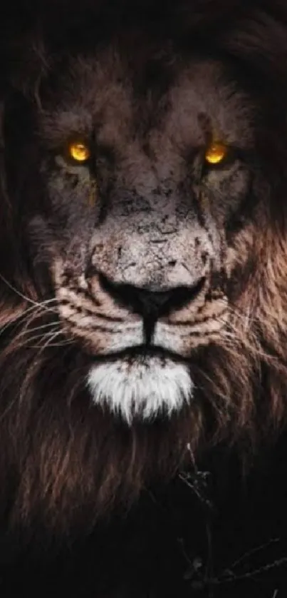 Majestic lion with vivid glowing eyes wallpaper.