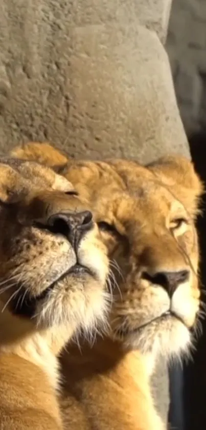 Two lionesses relaxing in warm sunlight in natural setting.