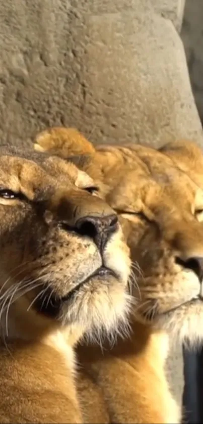 Two lionesses basking in sunlight against a stone wall.