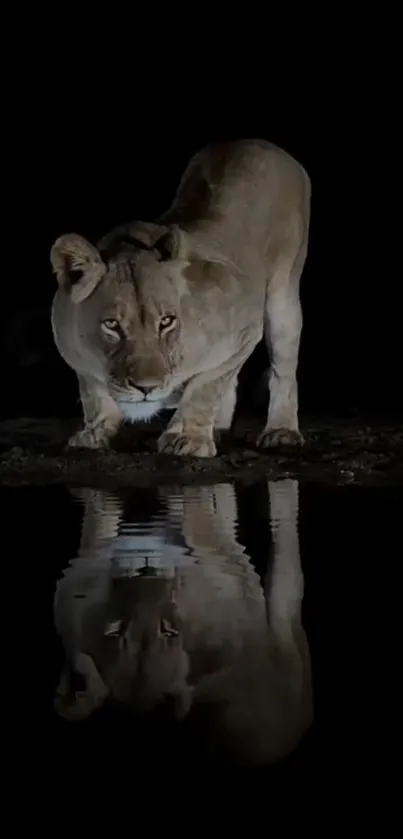 Lioness gazing with reflection on a black night.