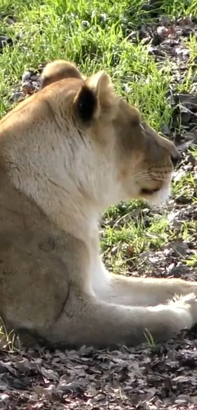 Lioness resting amidst lush green foliage.