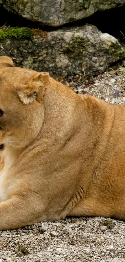 Lioness resting in a natural outdoor setting.